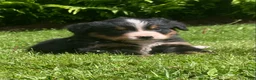 Bernese Mountain Dog dogs for sale: Cassie  - Ad 2
