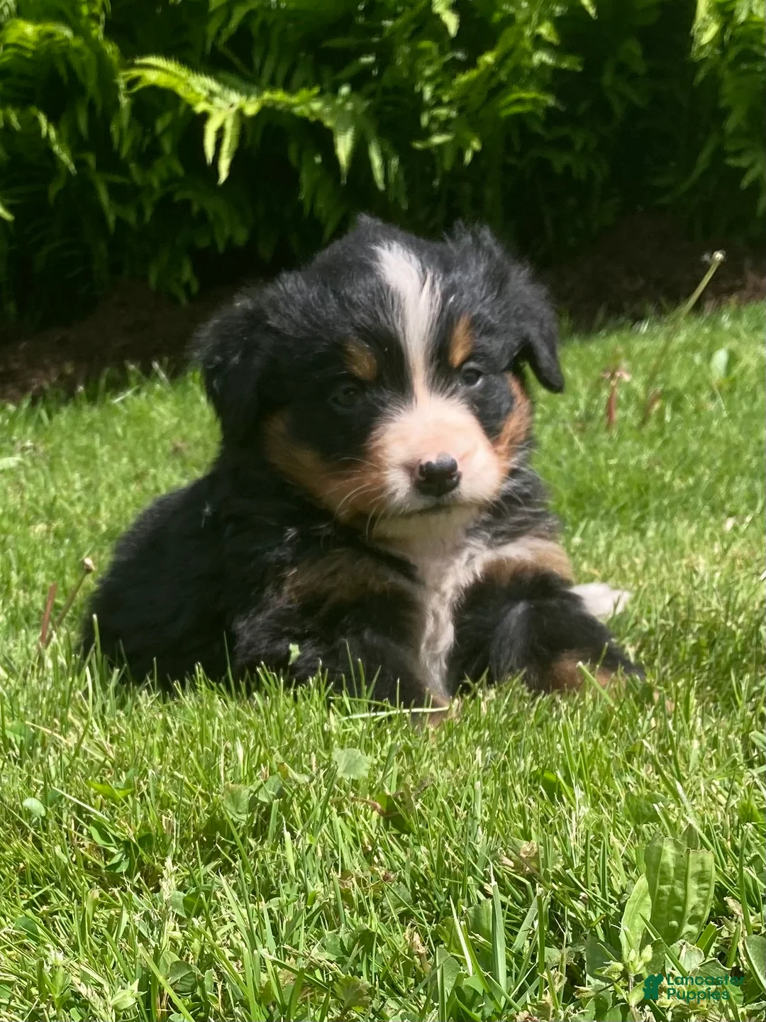 Bernese Mountain Dog dogs for sale: Cassie  - Ad 2