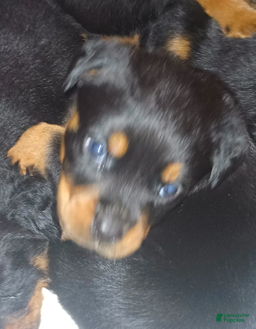 Rottweiler dogs for sale: Championship bloodline Girl 2 - Ad 4