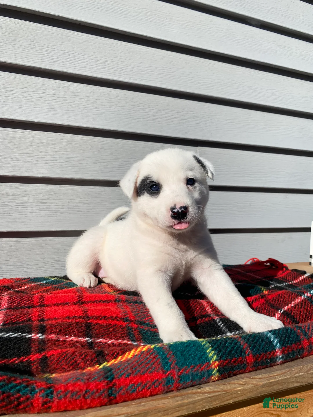 Mixed Breed dogs for sale: Minnie - Ad 2