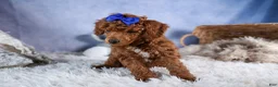 Toy Poodle dogs for sale: Turbo - Ad 19