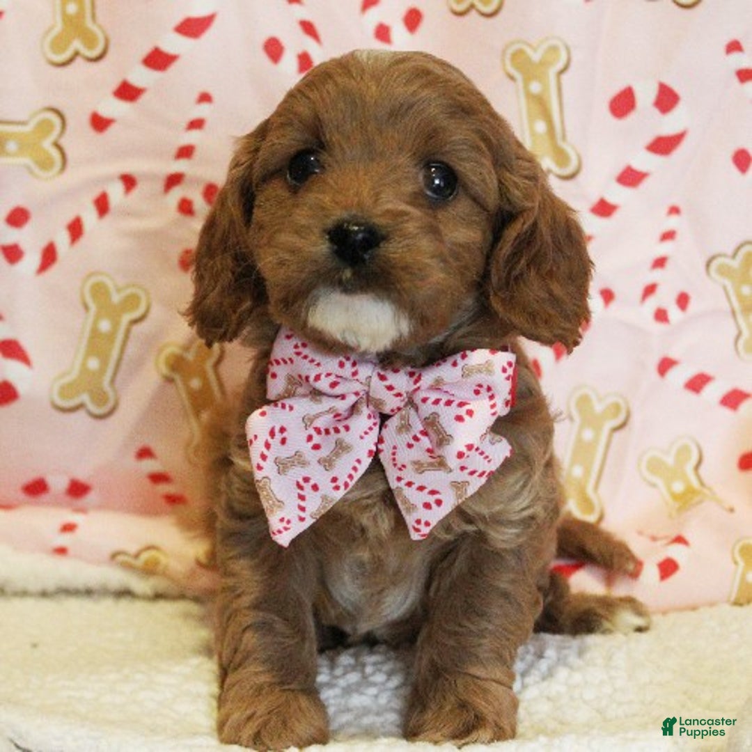 Cavapoo dogs for sale: Sugar Cookie - Ad 1