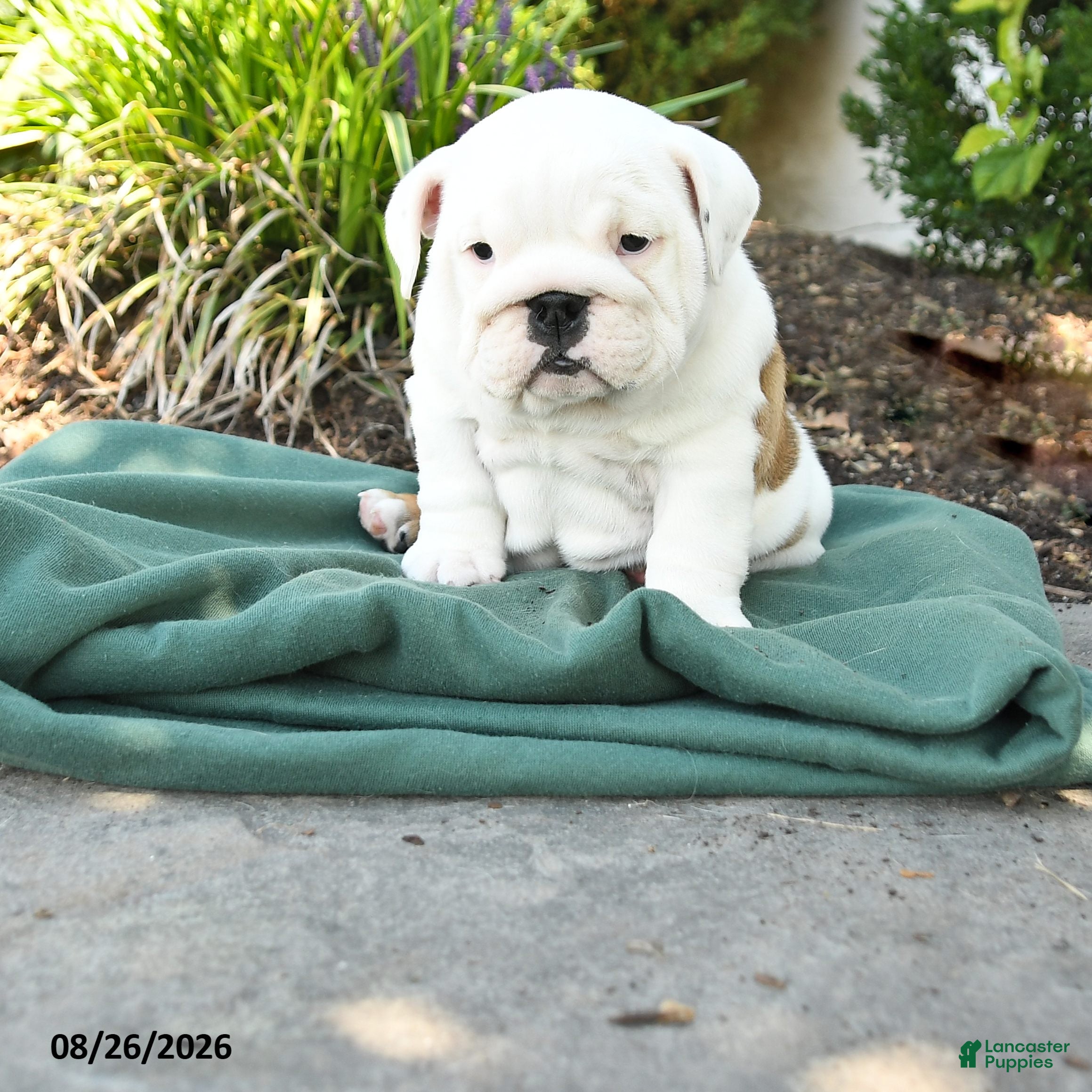 English Bulldog dogs Polly - Ad 1