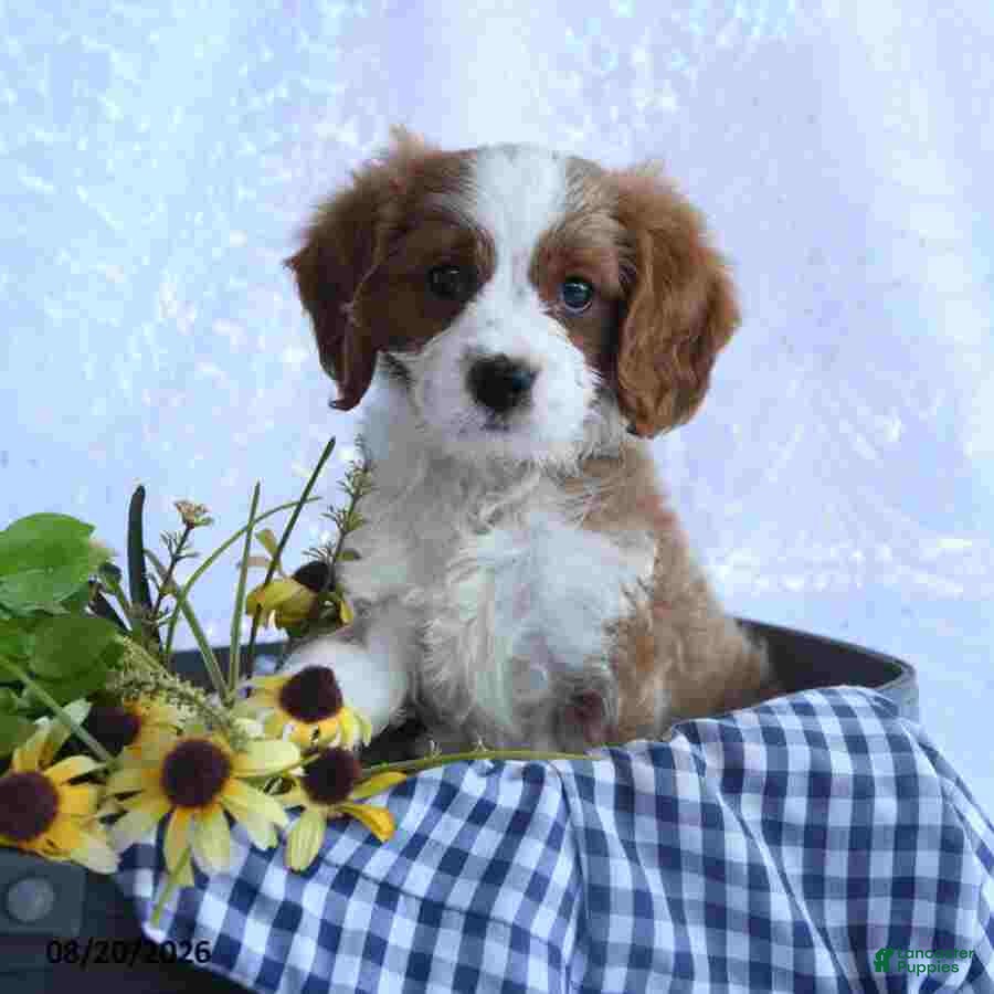 Cavapoo dogs Milo - Ad 1