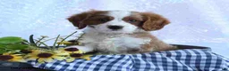 Cavapoo dogs for sale: Milo - Ad 1