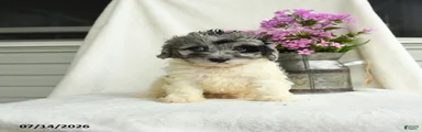 Gertie