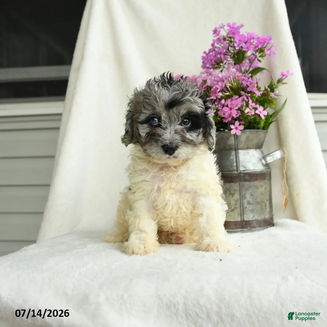 Gertie Cavapoo for sale in Christiana | Lancaster Puppies