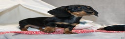 Miniature Dachshund dogs for sale: Hugo - Ad 4
