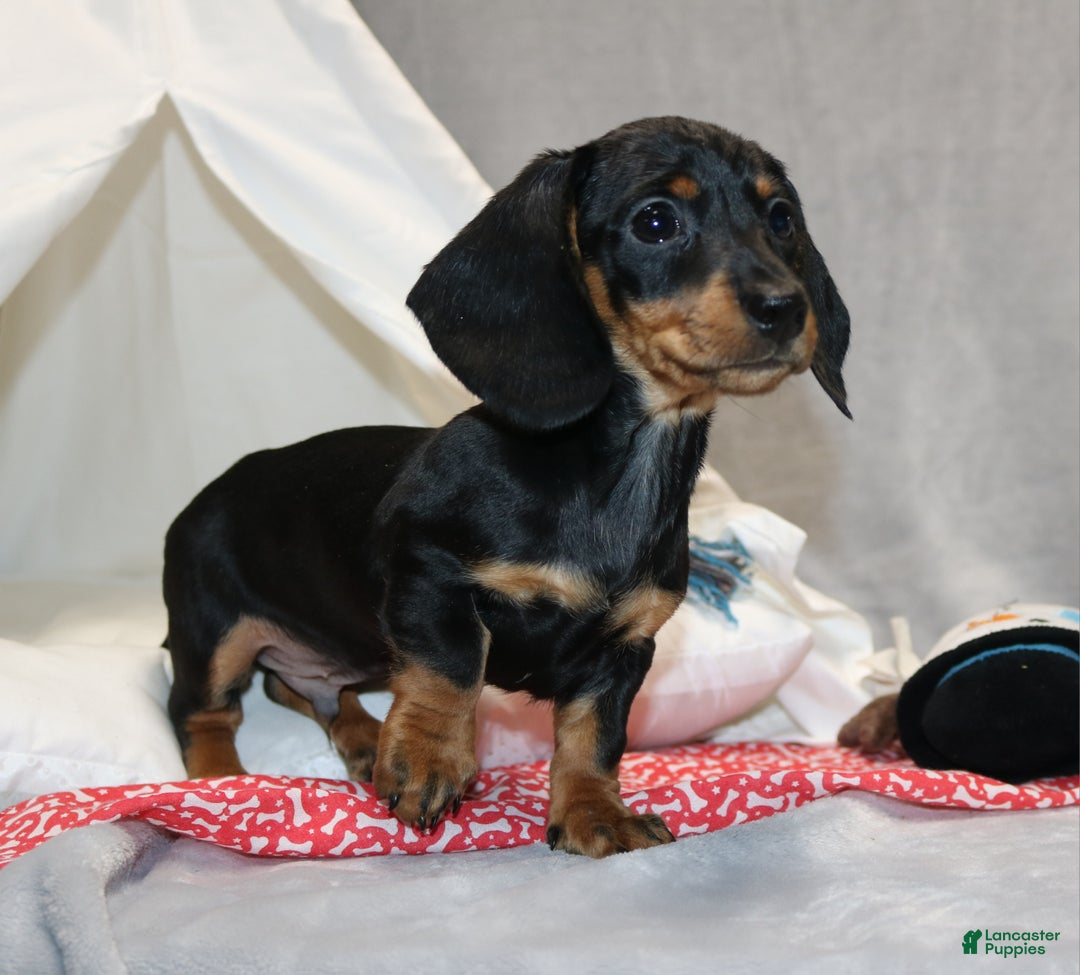 Miniature Dachshund dogs for sale: Hugo - Ad 4
