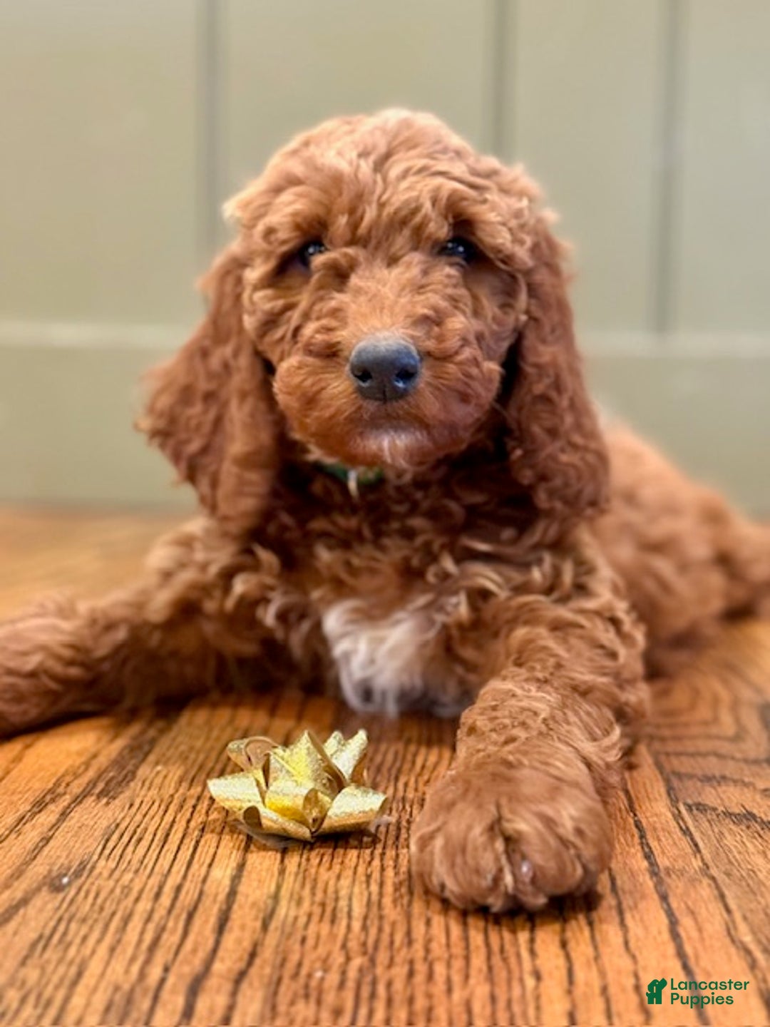 Irish Doodle dogs for sale: Archie - Ad 5