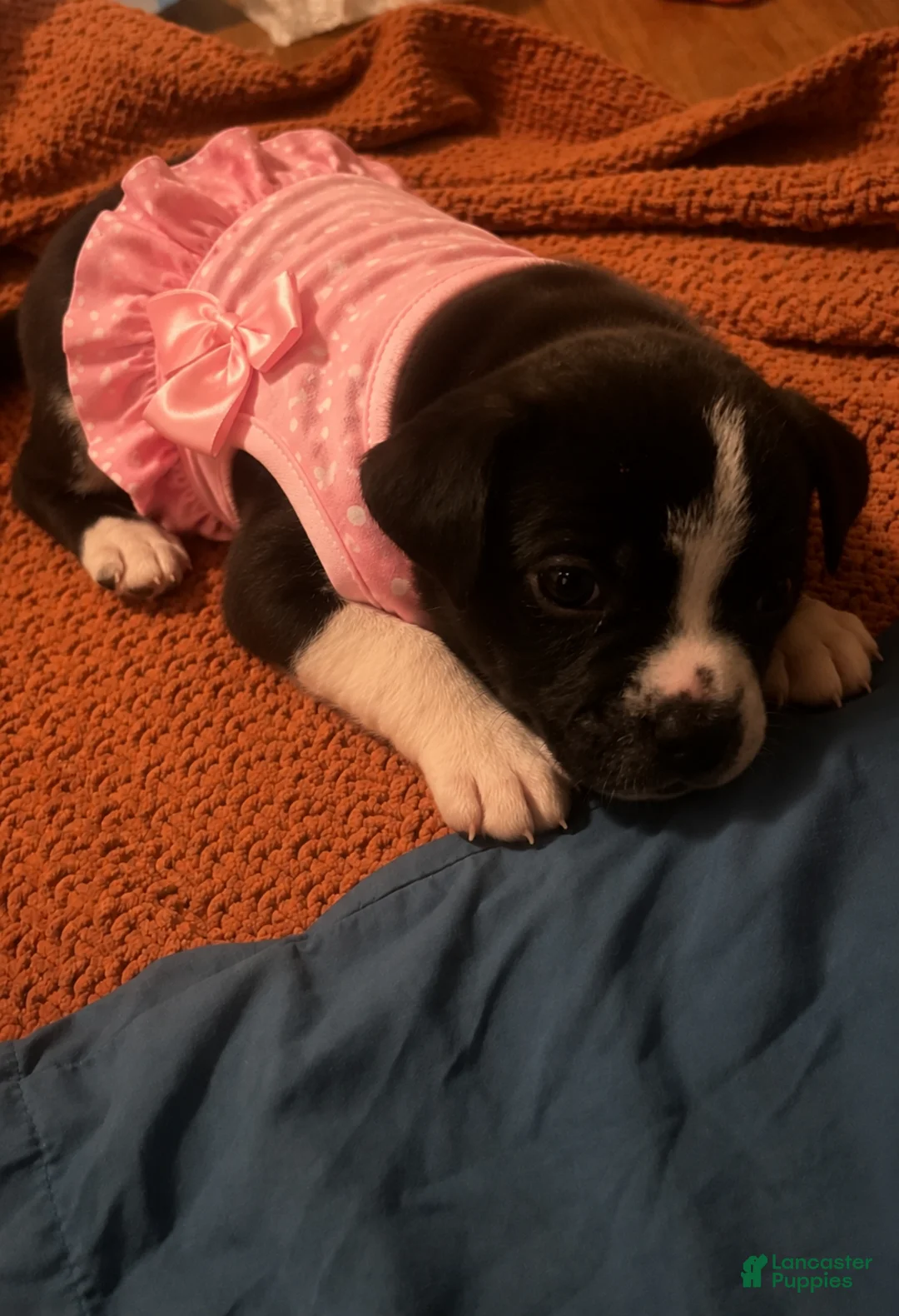 Mixed Breed dogs for sale: Mixed Breed Puppy 1 - Ad 2