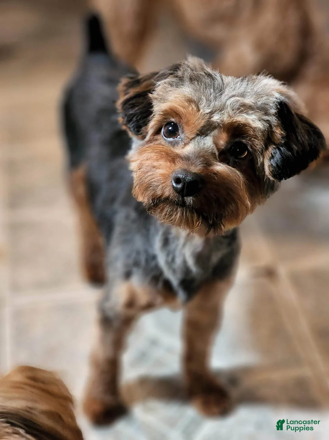 Mixed Breed dogs for sale: Nugget - Ad 5