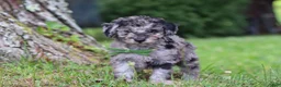 Miniature Poodle dogs for sale: Dustin - Ad 1