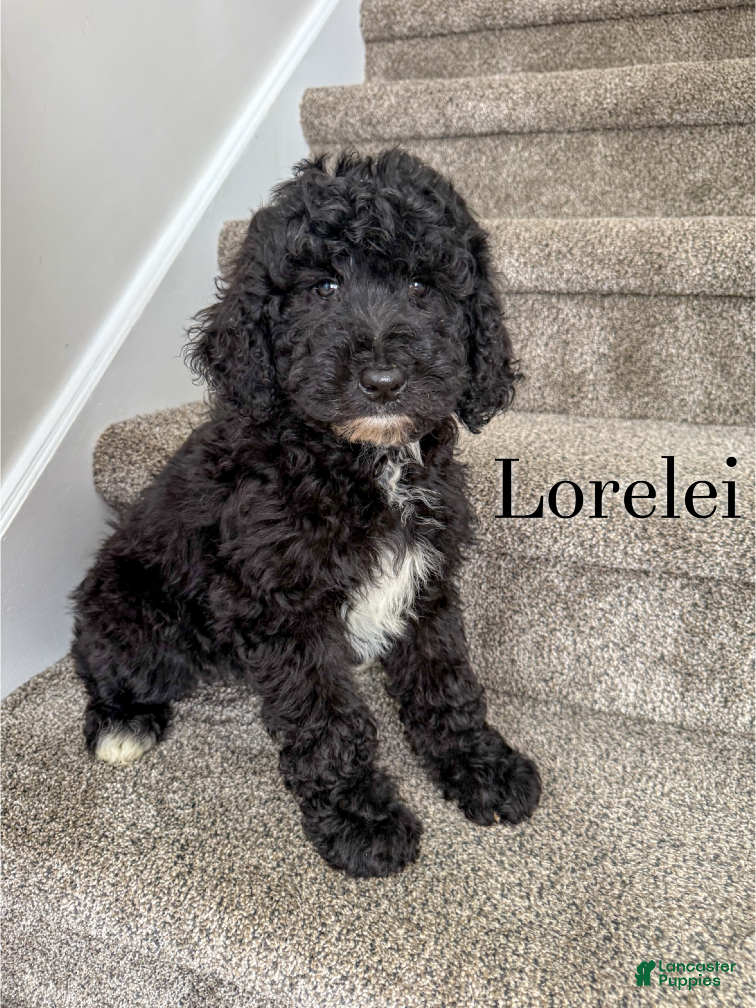 Aussiedoodle dogs Lorelei - Ad 23