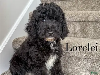Aussiedoodle dogs Lorelei - Ad 23