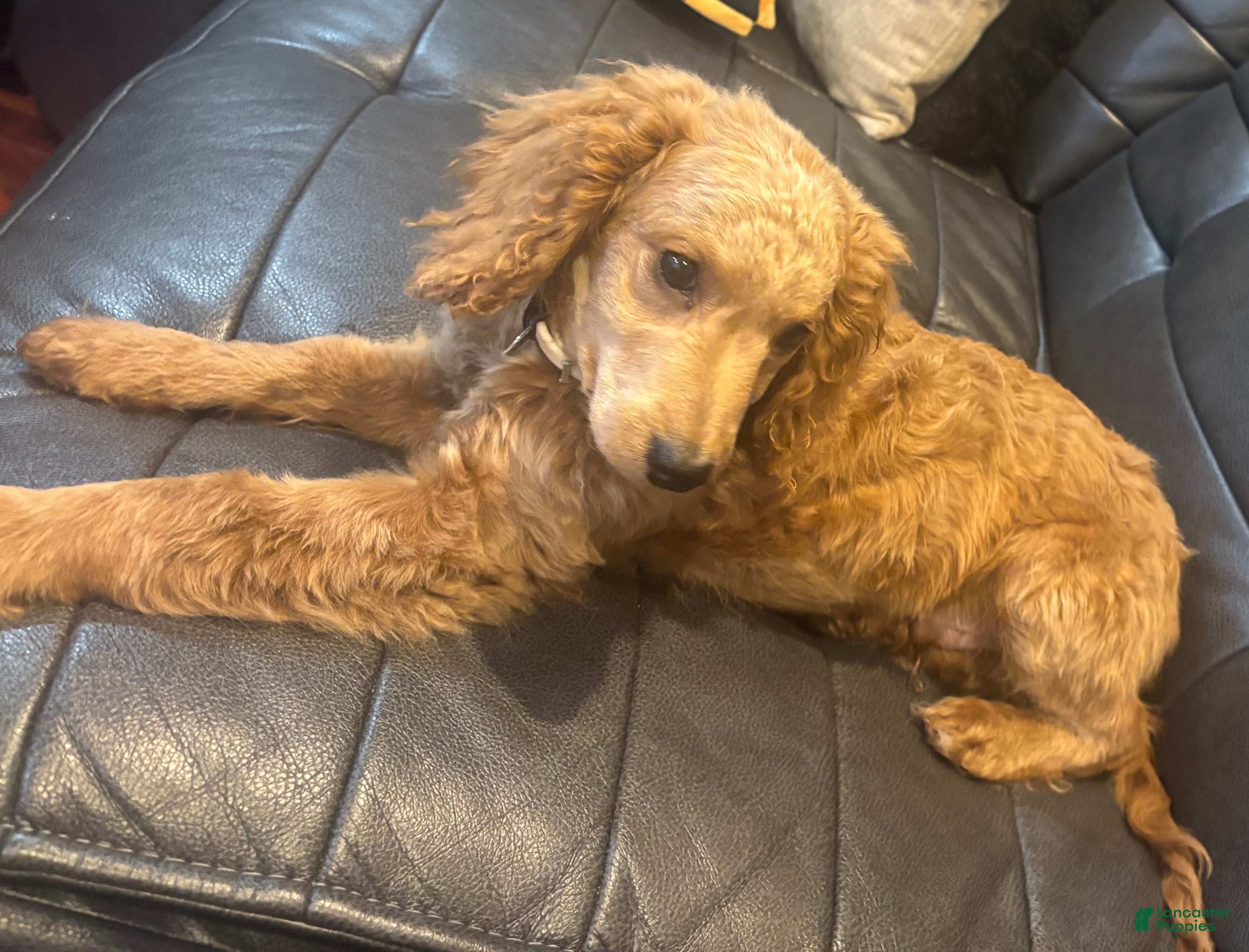 Cockapoo dogs Nacho - Ad 5