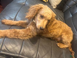 Cockapoo dogs Nacho - Ad 21