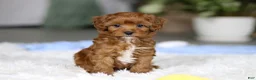 Cavapoo dogs for sale: Tiny Teddy - Ad 7