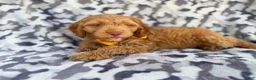Cockapoo dogs for sale: Toby - Ad 1