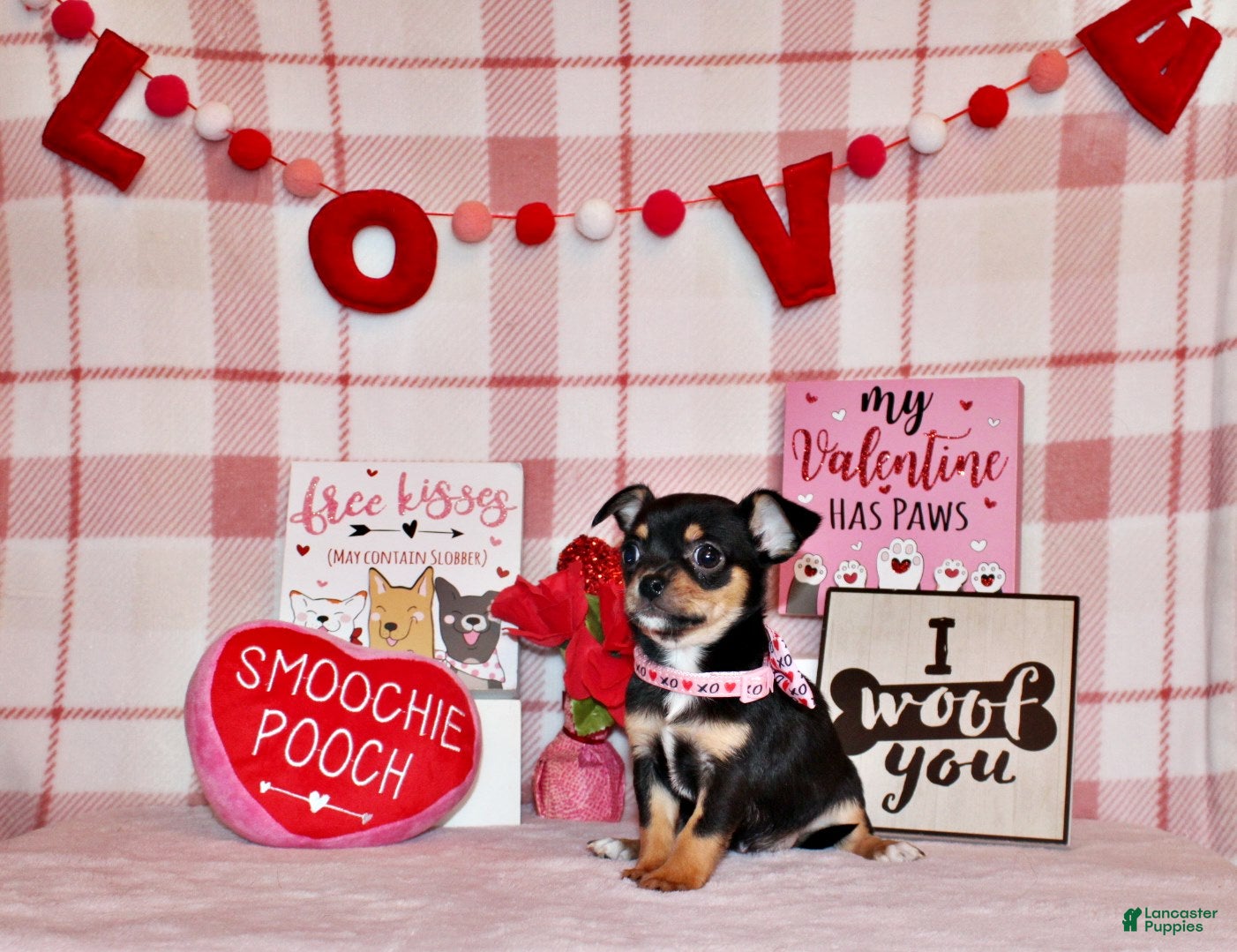 Chihuahua dogs Jenna - Ad 6