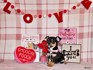 Chihuahua dogs Jenna - Ad 6