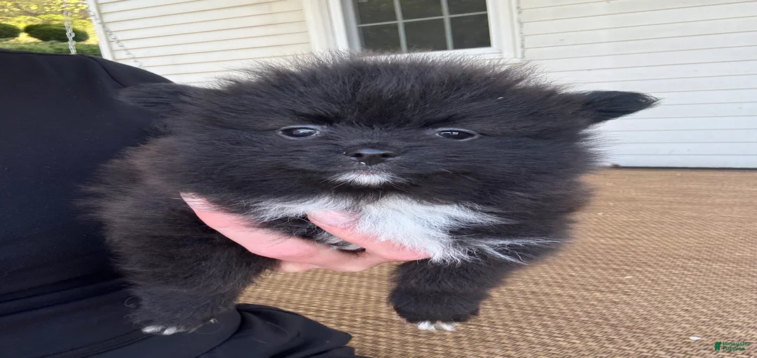 Gallery Image {{count}}