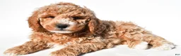 Mini Goldendoodle dogs for sale: Justin - Ad 7