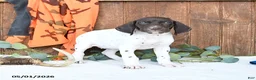 German Shorthaired Pointer dogs for sale: Marcy - Ad 4
