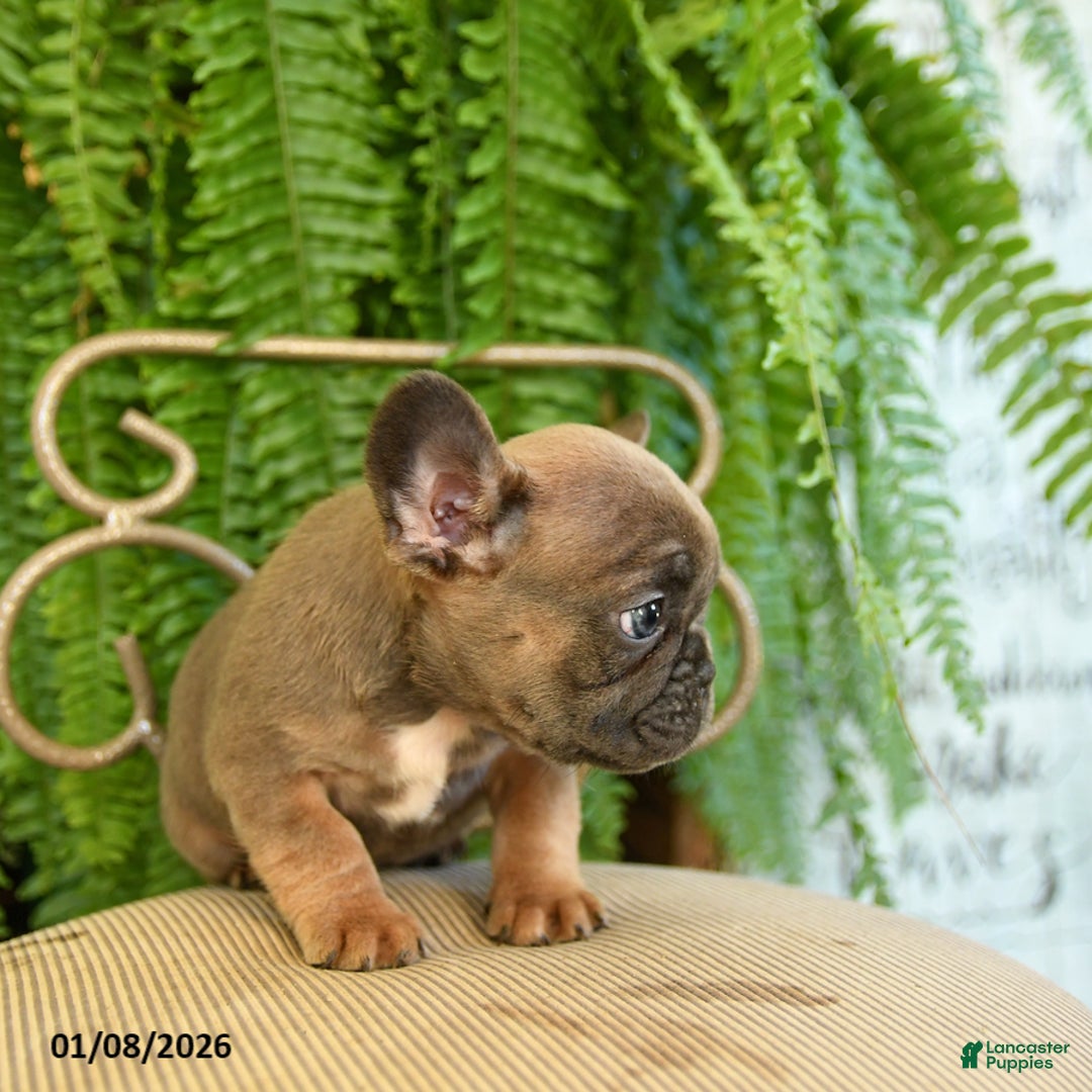 French Bulldog dogs for sale: Trax - Ad 5