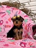 Yorkshire Terrier dogs Joyce - Ad 1