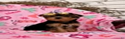 Yorkshire Terrier dogs for sale: Joyce - Ad 1