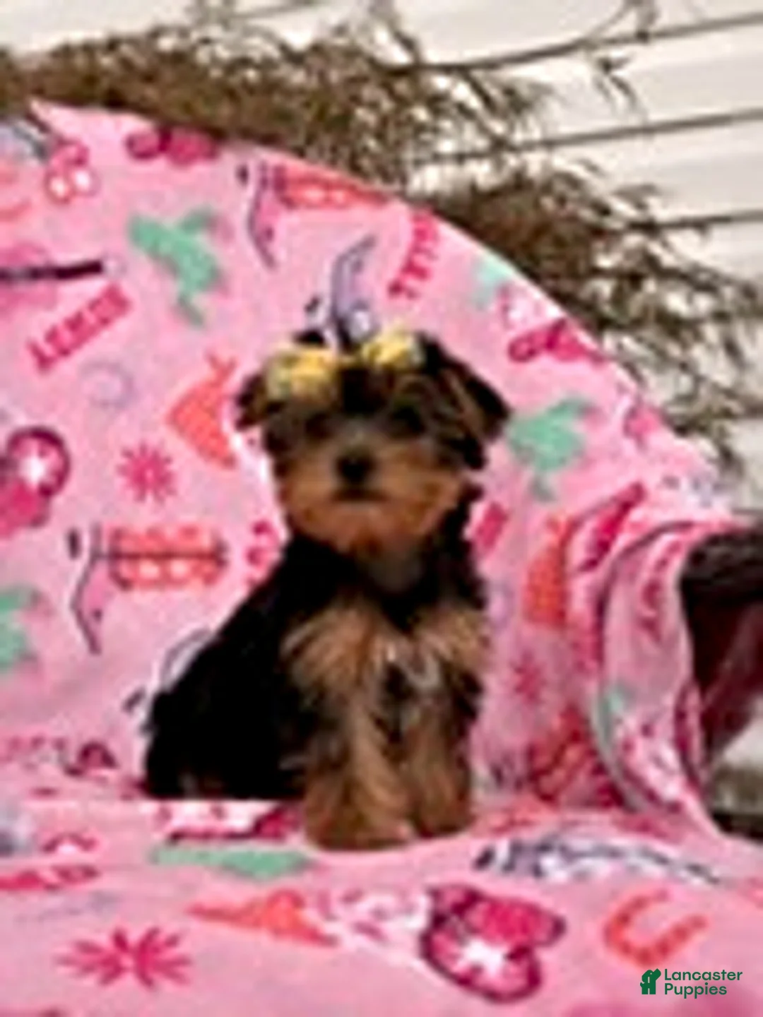 Yorkshire Terrier dogs for sale: Joyce - Ad 1