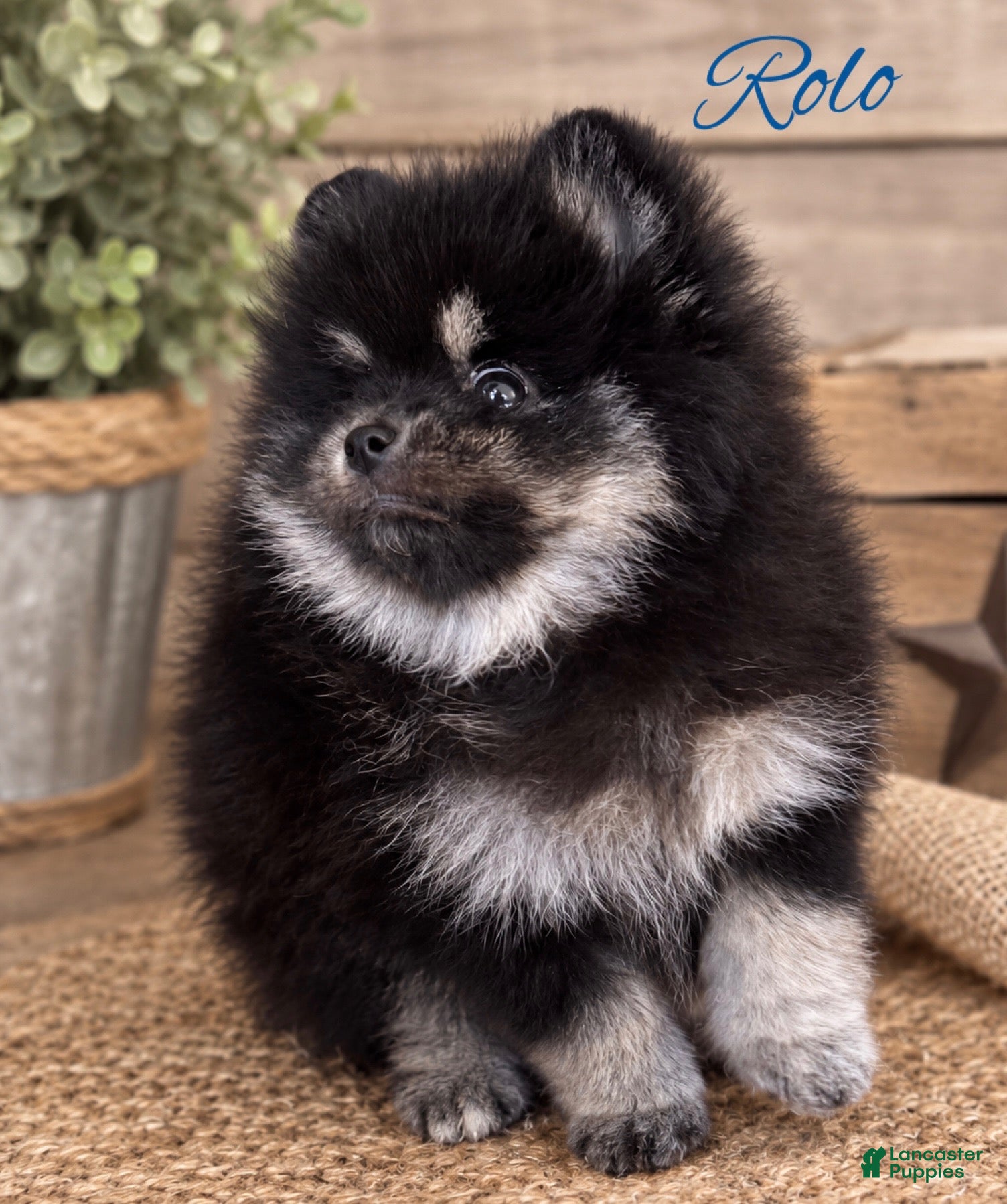 Pomeranian dogs for sale: Pomeranian 1 - Ad 2