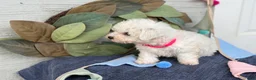 Bichon Frise dogs for sale: Eden - Ad 11