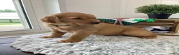 Golden Retriever dogs for sale: Golden Retriever- Sarge - Ad 3