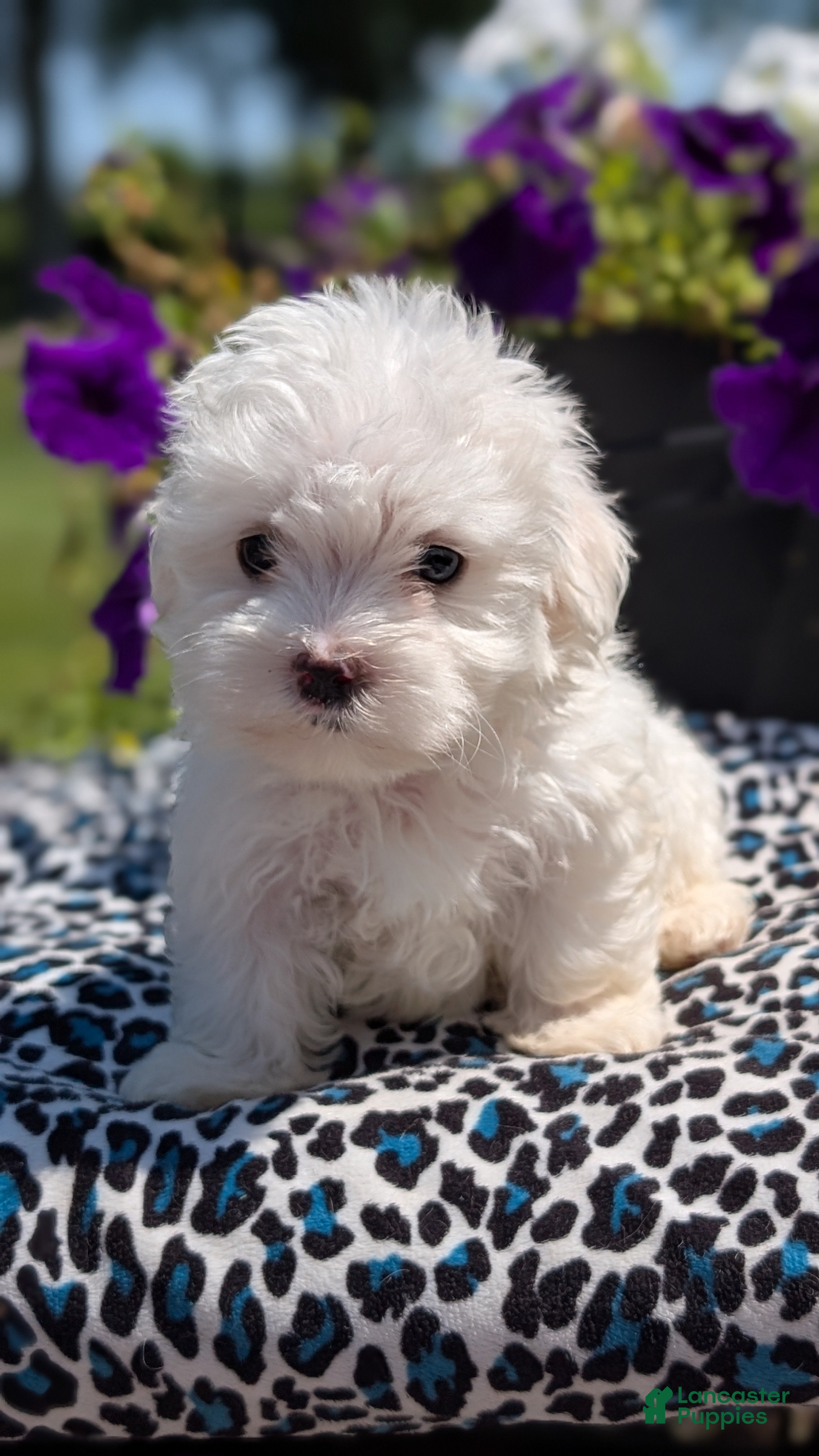 Maltese dogs Teddy - Ad 2