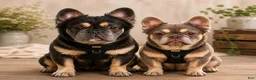 French Bulldog dogs for sale: Garth - Ad 4