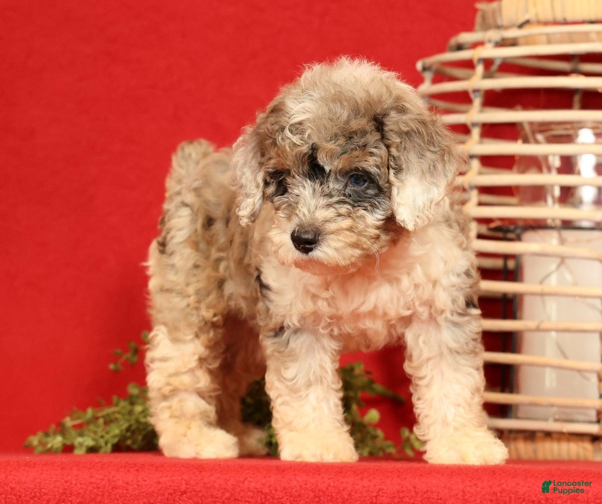 Miniature Poodle dogs Missy - Ad 2