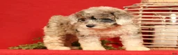 Miniature Poodle dogs for sale: Missy - Ad 2
