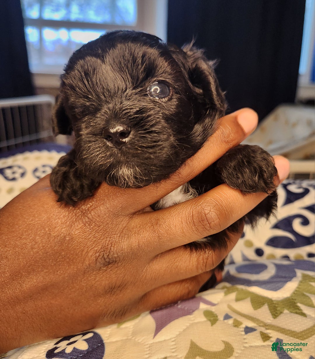 Shihpoo dogs for sale: Orange Collar Puppy 2 - Ad 5