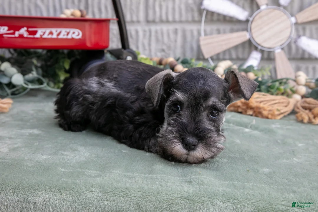Miniature Schnauzer dogs for sale: Sky - Ad 3