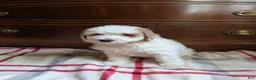 Mini Goldendoodle dogs for sale: Carter - Ad 5