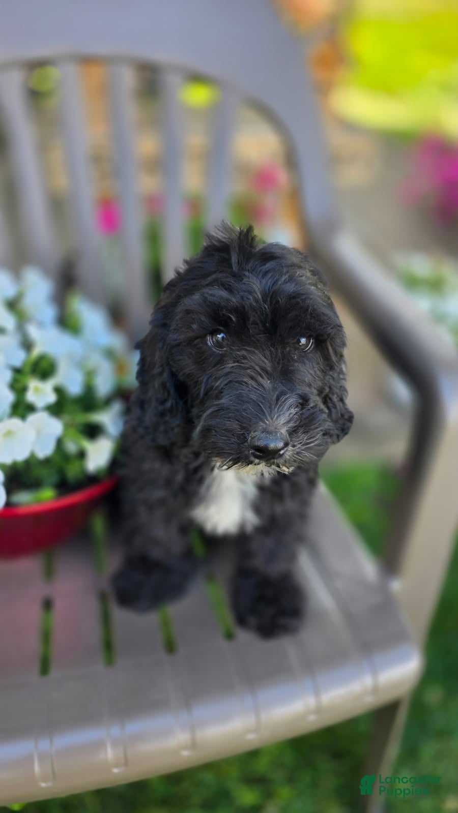 Goldendoodle dogs Tucker - Ad 1