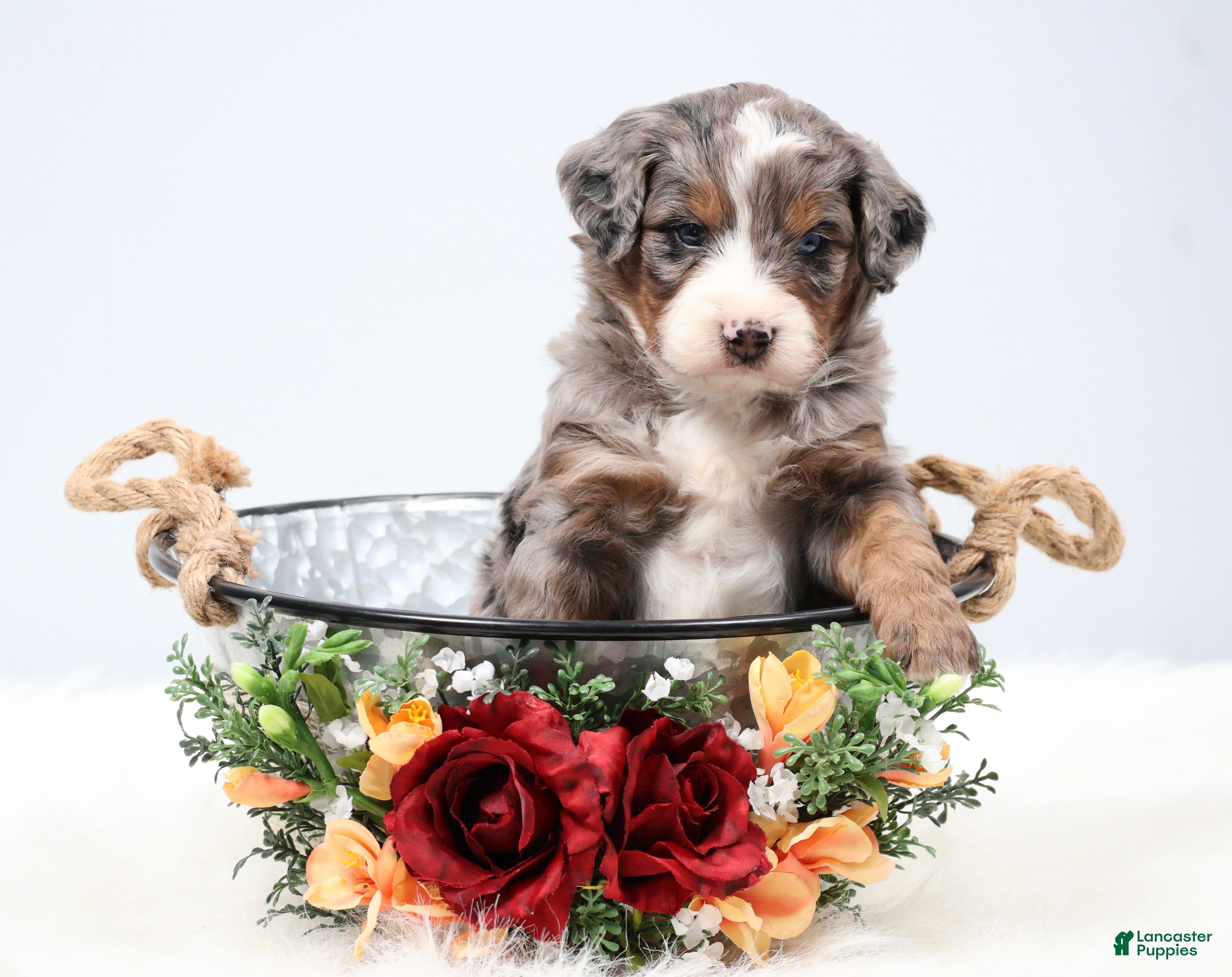 Mini Bernedoodle dogs Finn - Ad 1