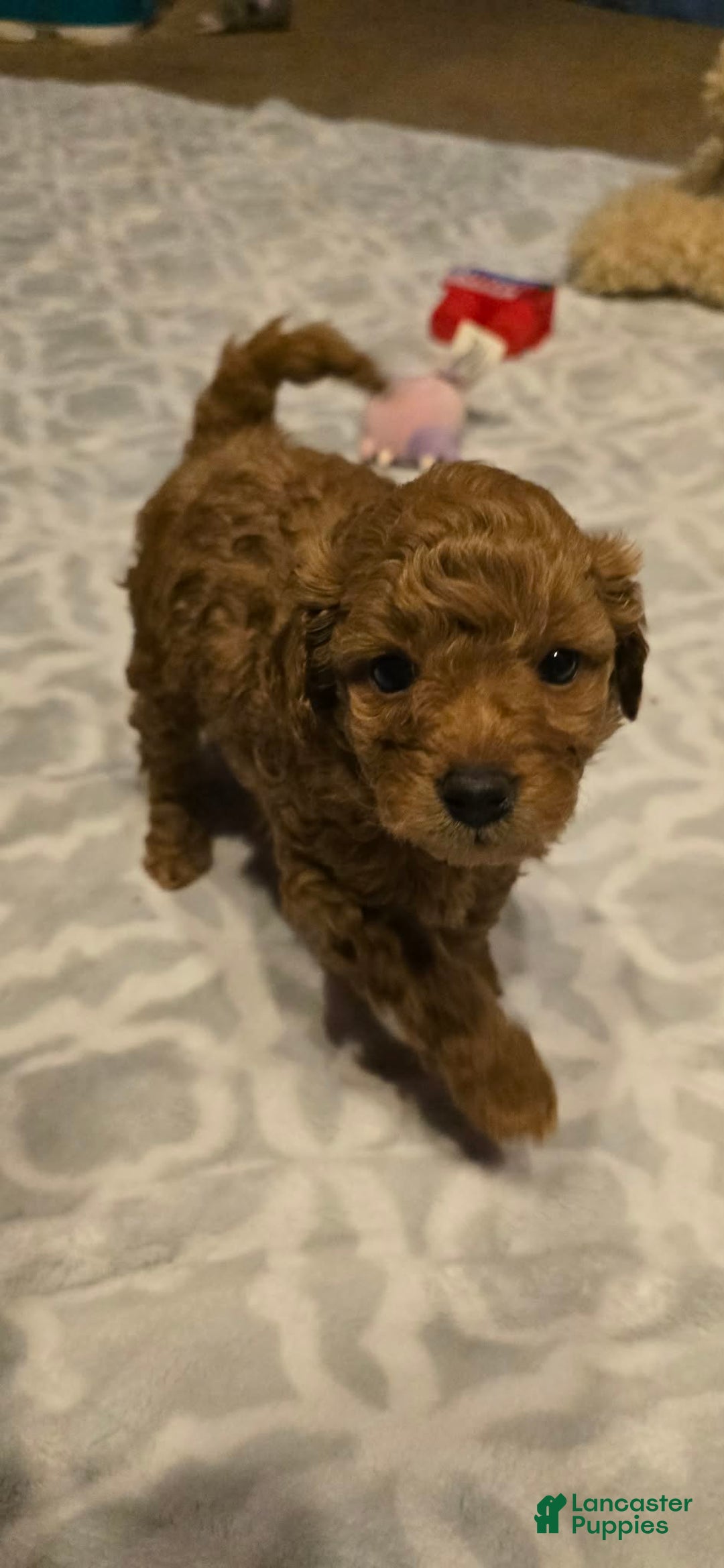 Mini Goldendoodle dogs for sale: Nova - Ad 9
