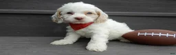 Cockapoo dogs for sale: Lucky - Ad 4