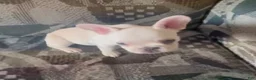 French Bulldog dogs for sale: SNOW WHITE - BEAUTY in CALI, USA DELIVERY & FINANCING OPTIONS! - Ad 4