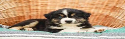 Miniature Australian Shepherd dogs for sale: Brody - Ad 5