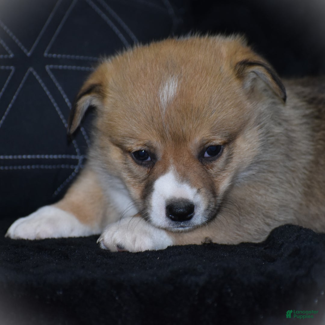Welsh Corgi Pembroke dogs for sale: Milkyway - Ad 14