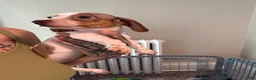 Dachshund dogs for sale: Dottie - Ad 4